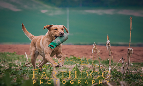 Dog with Dummy